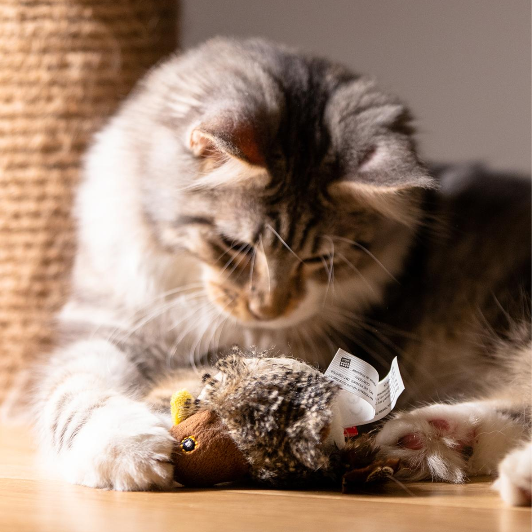Brinquedos de apito de pássaro para gatos e cachorros