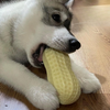 Hundespielzeug mit Erdnuss-Squeaker zum Kauen
