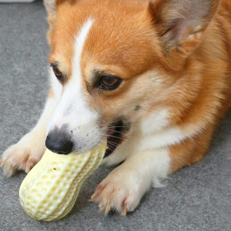 Hundespielzeug mit Erdnuss-Squeaker zum Kauen