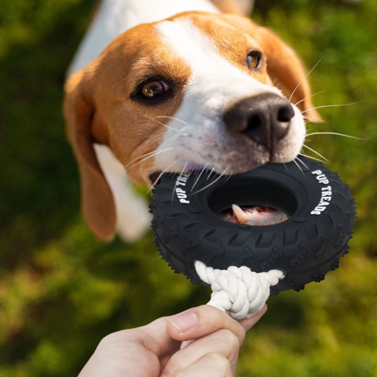 Hunde kauen an Tauziehspielzeug Reifen Seil