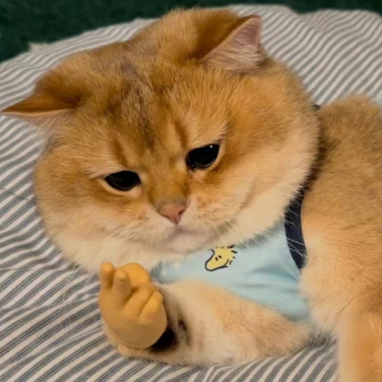 Kedi Pati Silikon Eldiven Komik Kostüm