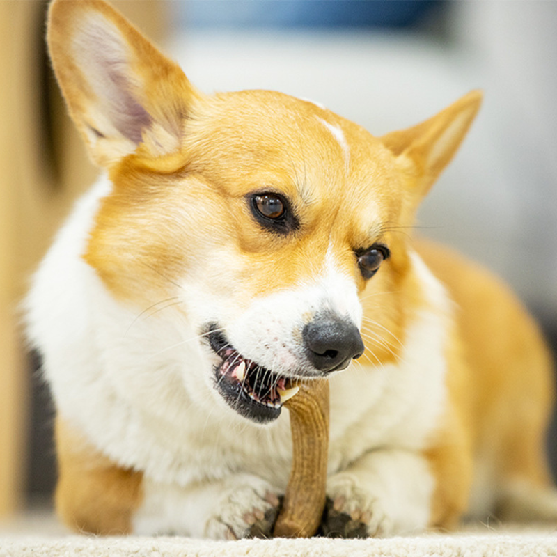 Durable And Pet Friendly Chew Toy For Dogs