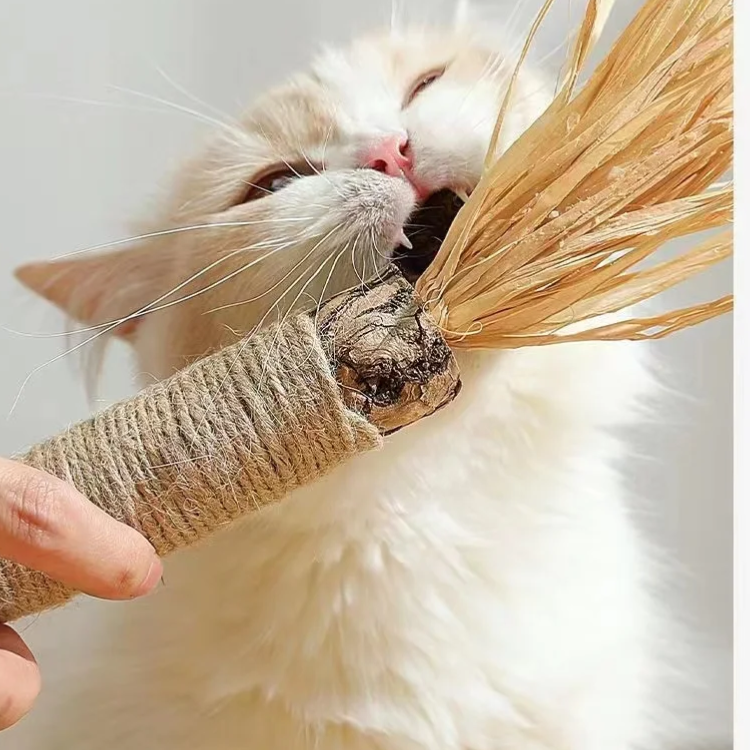 Gato mastigando brinquedos de graveto de erva-do-gato