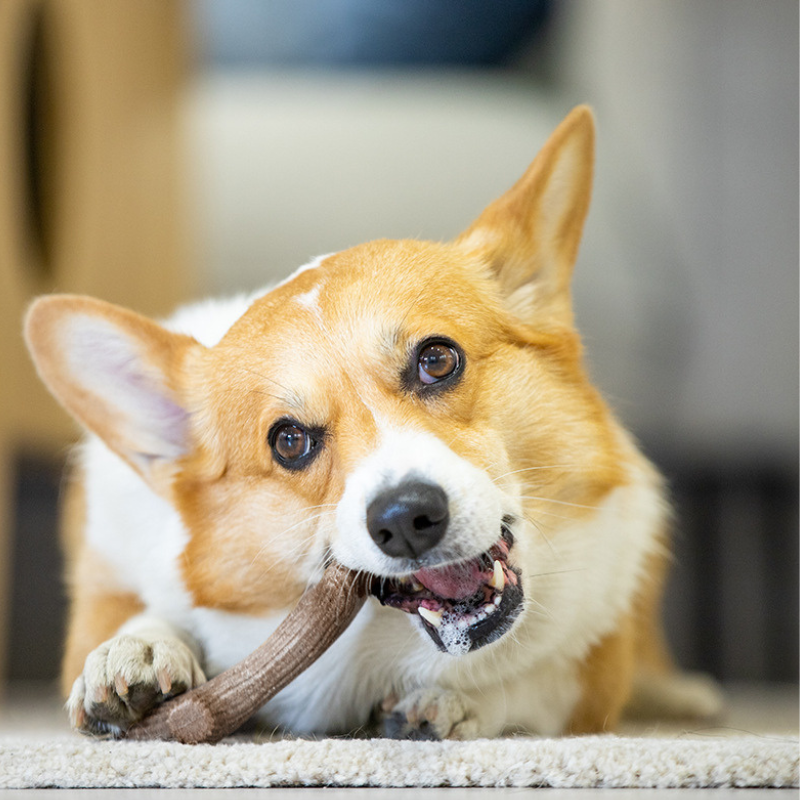 Durable And Pet Friendly Chew Toy For Dogs