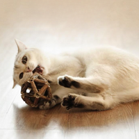Gatos domésticos que mastican juguetes naturales Catip