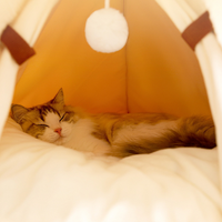 Cozy Tent Cat Bed Small Dog House