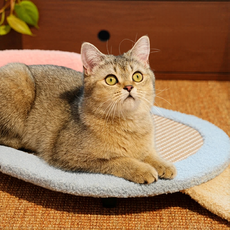 Durable Cat Scratcher Sofa Bed