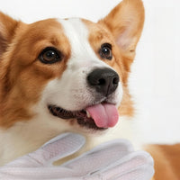 Corgi enjoying a gentle grooming mitt wipe