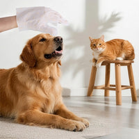 Dog and cat at home with a single-wrapped cleaning mitt